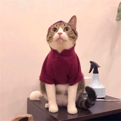 Saud Shakeel avatar